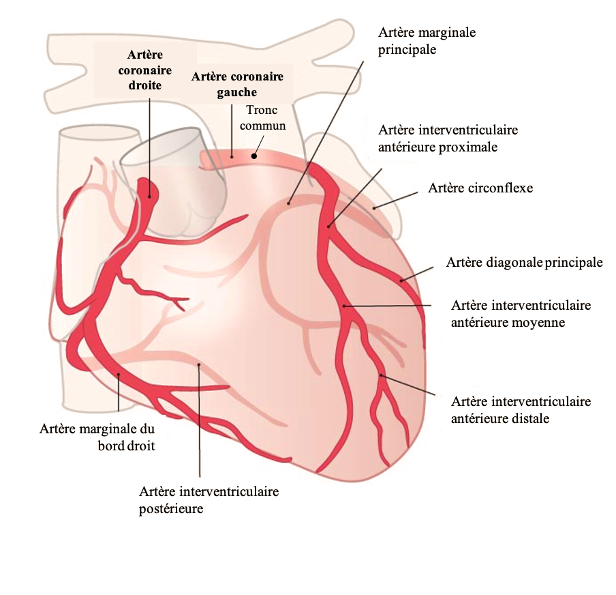 Anatomie des artères coronaires